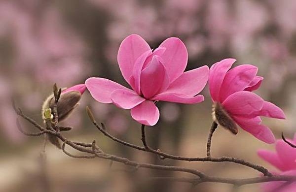 清明，獻給您一束辛夷花